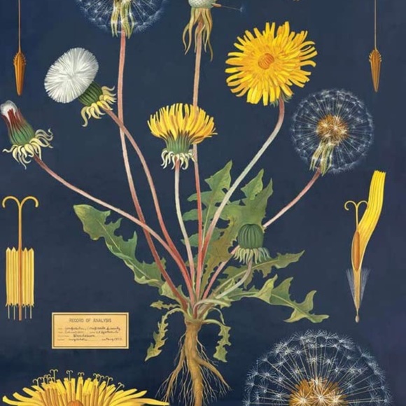 Cavallini & Co. Dandelion Vintage Image Chart, 20 x 28 inch - NWT - Picture 3 of 5